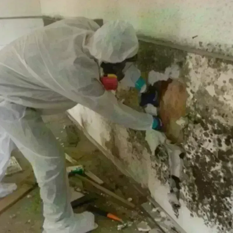 Mold Remediation and Removal in Southern Pines, NC